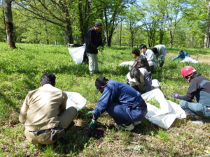 すずらん群生地の除草作業